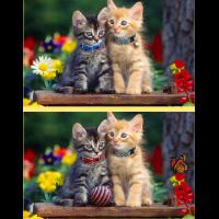 Spot Differs